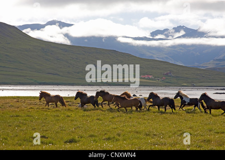 Islandic Horse, cheval islandais, Islande pony (Equus przewalskii f. caballus), troupeau de chevaux dans le pré, l'Islande, Glasgow Banque D'Images