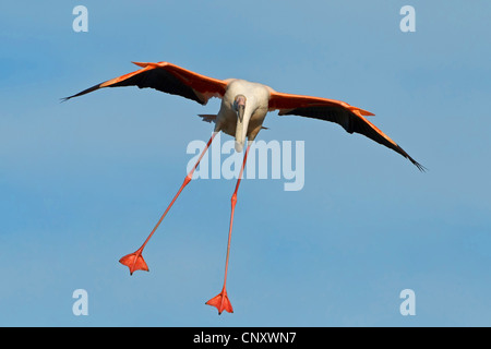 Flamant rose (Phoenicopterus roseus, Phoenicopterus ruber roseus), voler, France, Provence, Camargue Banque D'Images