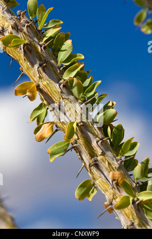 La société, Coachwhip, personnel de Jacob, Vigne (Cactus Fouquieria splendens), macroshot de Sprout, les feuilles et les épines, USA, Californie, broussailles, Joshua Tree National Park Banque D'Images