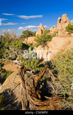 Californie Le Genévrier (Juniperus californica), croissant sur les rochers de granit, États-Unis, Californie, Mojave, Joshua Tree National Park Banque D'Images