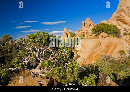 Californie Le Genévrier (Juniperus californica), croissant sur les rochers de granit, États-Unis, Californie, Mojave, Joshua Tree National Park Banque D'Images