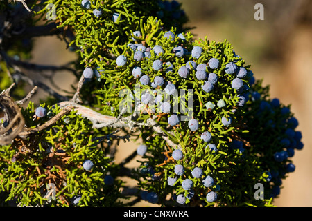 Californie Le Genévrier (Juniperus californica), des rameaux avec des graines, États-Unis, Californie, Mojave, Joshua Tree National Park Banque D'Images