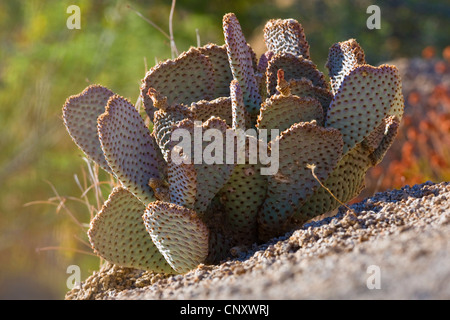 Bakersfield de castor, la queue de Castor Castor, cactus Cactus (Opuntia basilaris), États-Unis, Californie, Mojave, Joshua Tree National Park Banque D'Images