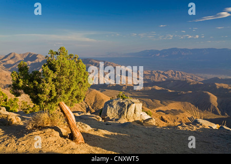 Californie Le Genévrier (Juniperus californica), vue des clefs avec vue de Coachella Valley, Californie brumeux Juniper en premier plan, USA, Californie, Joshua Tree National Park, Mojave Banque D'Images