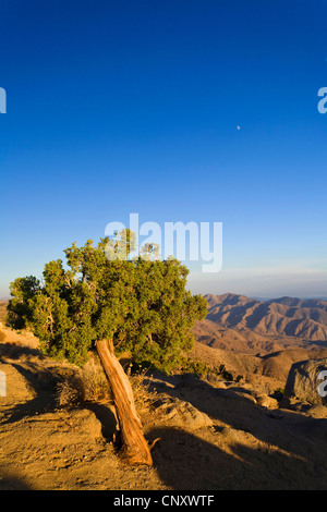 Californie Le Genévrier (Juniperus californica), au bord d'une pente, USA, Californie, Mojave, Joshua Tree National Park Banque D'Images