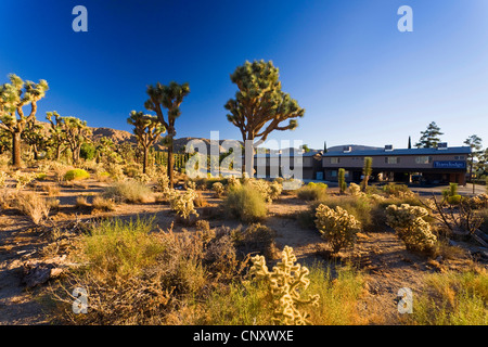 Joshua tree (Yucca brevifolia), avec d'autres cactus à côté d'un motel, Etats-Unis, Californie, Mojave, l'établissement Travelodge Yucca Valley Banque D'Images