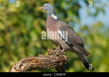 Pigeon ramier (Columba palumbus), assis sur une branche, l'Allemagne, Rhénanie-Palatinat Banque D'Images