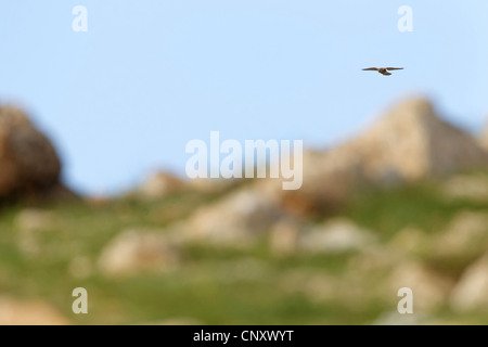 Faucon crécerellette (Falco naumanni), planant, la Turquie, l'Adyaman, Le Nemrut Dagi, Karadut Banque D'Images