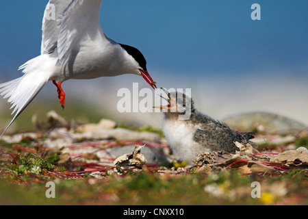 Sterne arctique (Sterna paradisaea), l'alimentation, de l'Islande, Latrabjarg Banque D'Images