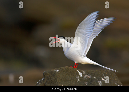 Sterne arctique (Sterna paradisaea), assis sur un rocher et appelant les ailes battantes, l'Islande, Kap Dyrholaey Banque D'Images