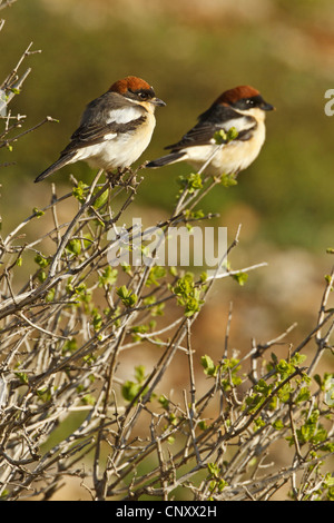 Woodchat Shrike (Lanius senator), paire, la Turquie, l'Adyaman, Le Nemrut Dagi, Karadut Banque D'Images