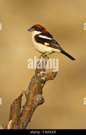 Woodchat Shrike (Lanius senator), assis sur une branche, la Turquie, l'Adyaman, Le Nemrut Dagi, Karadut Banque D'Images