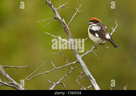 Woodchat Shrike (Lanius senator), assis sur une branche, la Turquie, l'Adyaman, Le Nemrut Dagi, Karadut Banque D'Images