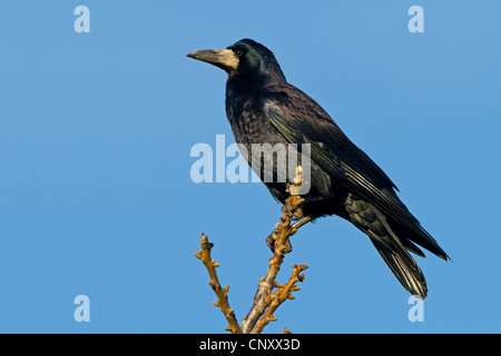 Corbeau freux (corvus frugilegus), Sitting on branch, Allemagne, Rhénanie-Palatinat Banque D'Images