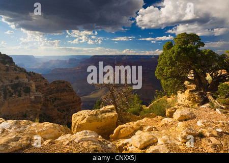 Vue depuis Powell Point à Grand Canyon, USA, Arizona, Grand Canyon National Park Banque D'Images