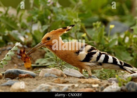 Huppe fasciée (Upupa epops), assis sur le sol avec un sol pierreux d'insectes capturés dans le bec, la Turquie, Sanliurfa, Birecik gravières, Birecik Banque D'Images