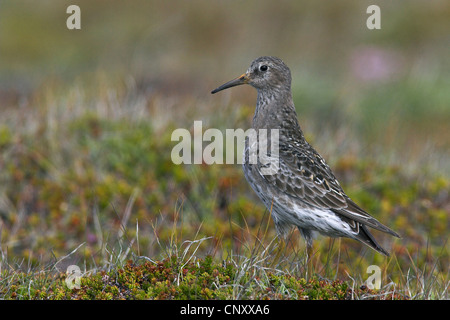 Bécasseau violet (Calidris maritima), assis dans un pré, l'Islande, Glasgow Banque D'Images