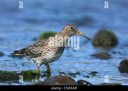 Bécasseau violet (Calidris maritima), au bord de l'eau, de l'Islande, Glasgow Banque D'Images