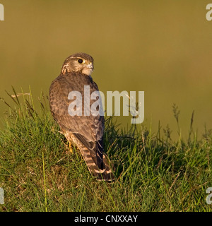 Merlin (Falco columbarius), femme assise dans l'herbe, l'Islande, Vik Banque D'Images