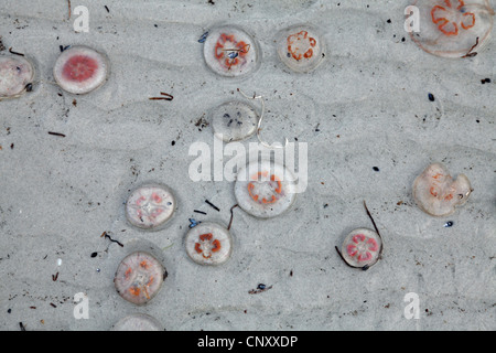 Moon jelly, méduse commune (Aurelia aurita), morts sur la plage, de la Suède, Falsterbo Banque D'Images