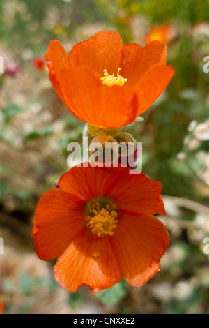 Gros plan d'une fleur de palourde ou de Sphaeralcea avec une abeille de