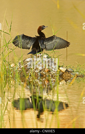 Cormoran pygmée (Phalacrocorax pygmeus), assis avec les ailes déployées sur une île d'argile et de pierres dans une eau, Turquie, Sanliurfa, Birecik gravières, Birecik Banque D'Images