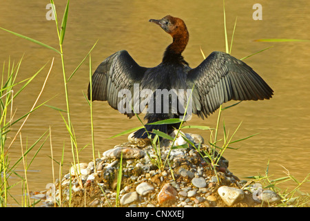 Cormoran pygmée (Phalacrocorax pygmeus), assis avec les ailes déployées pour sécher sur une île d'argile et de pierres dans une eau, Turquie, Sanliurfa, Birecik gravières, Birecik Banque D'Images