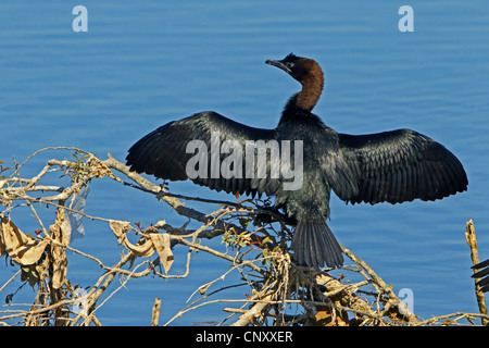 Cormoran pygmée (Phalacrocorax pygmeus), assis avec les ailes déployées pour le séchage dans les branches sur un plan d'eau, la Turquie, Sanliurfa, Birecik gravières, Birecik Banque D'Images