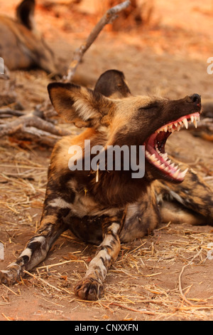 Chien sauvage d'Afrique (Lycaon pictus), bâillements, Botswana, Chobe National Banque D'Images