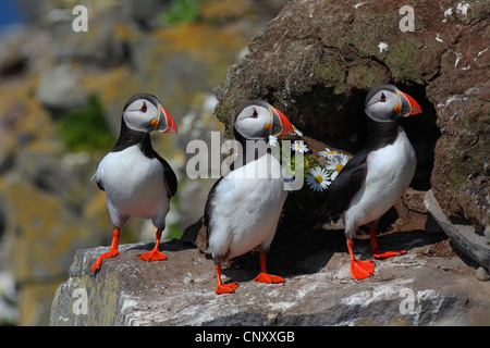 Macareux moine, Fratercula arctica Macareux moine (commune), sur un groupe de rock d'oiseaux, de l'Islande, Latrabjarg Banque D'Images