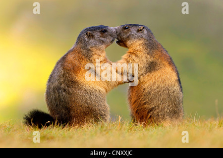 Marmotte des Alpes (Marmota marmota) errected, debout face à face dans un alpage d'essence à l'autre, l'Autriche, Nationalpark Hohe Tauern, Heiligenblut Banque D'Images