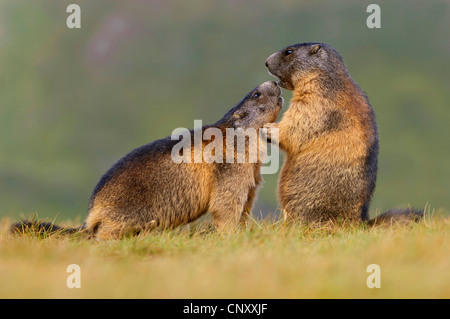 Marmotte des Alpes (Marmota marmota), debout face à face dans un alpage d'essence à l'autre, l'Autriche, Nationalpark Hohe Tauern, Heiligenblut Banque D'Images