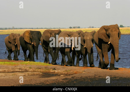 L'éléphant africain (Loxodonta africana), marcher au bord de l'eau d'un lac, le Botswana, Chobe National Park Banque D'Images