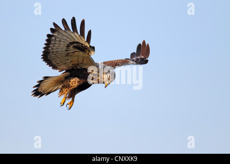 La Buse pattue (Buteo lagopus), planant, Pays-Bas, Frise Banque D'Images