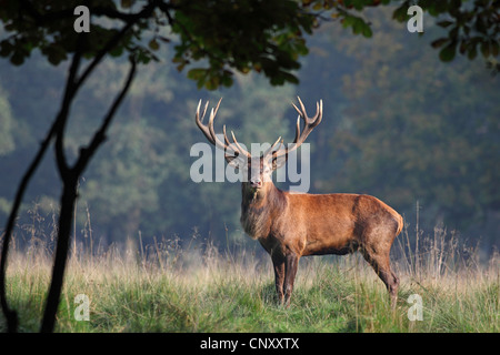 Red Deer (Cervus elaphus), magnifique red deer standing in forest glade, Danemark, Jaegersborg Banque D'Images