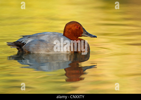 Fuligule milouin (Aythya ferina, Anas ferina), homme natation, France, Provence, Camargue Banque D'Images