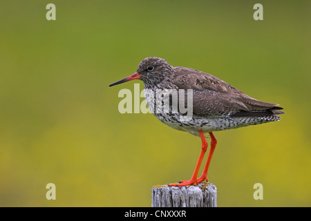 Chevalier gambette (Tringa totanus), assis sur un poste en bois, de l'Islande, Glasgow Banque D'Images