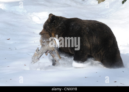 L'ours brun (Ursus arctos arctos), marche à pied dans la neige profonde avec un chevreuil pris dans la bouche, l'Allemagne, la Bavière, le Parc National de la Forêt bavaroise Banque D'Images
