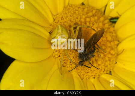 Araignée crabe (Thomisus onustus .), femme avec les proies, Allemagne Banque D'Images