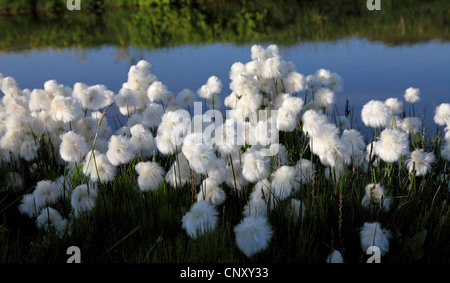 La linaigrette de Scheuchzer, herbe-coton blanc (Eriophorum scheuchzeri), de fruit, de l'Islande Banque D'Images