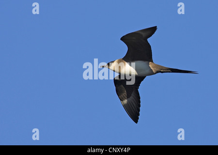 Parasitic Jaeger, Labbe parasite Labbe parasite (Stercorarius parasiticus), voler, Islande, Kap Dyrholaey Banque D'Images