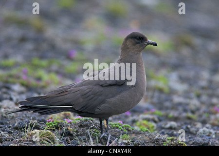 Parasitic Jaeger, Labbe parasite Labbe parasite (Stercorarius parasiticus), assis sur le sol, l'Islande, Grindavik Banque D'Images