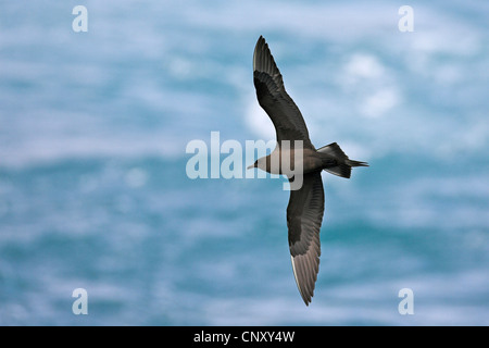 Parasitic Jaeger, Labbe parasite Labbe parasite (Stercorarius parasiticus), voler au-dessus de la mer, de l'Islande, Kap Dyrholaey Banque D'Images