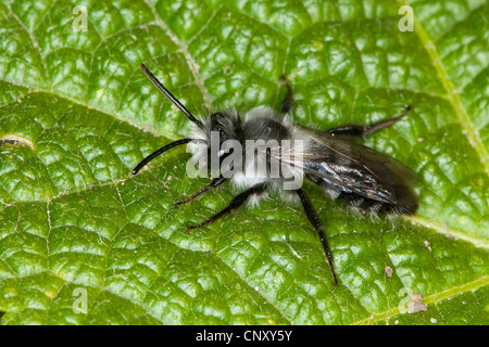 Cendré Mining-bee, l'exploitation minière (abeille Andrena cineraria), homme, Allemagne Banque D'Images