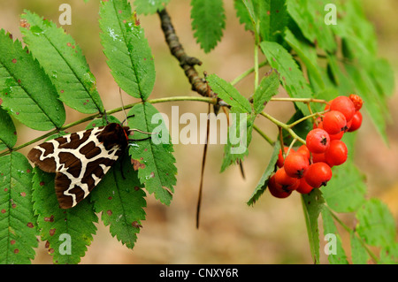 Jardin Tiger Moth (Arctia caja), à un arbre avec des baies de Rowan, en Allemagne, en Bavière Banque D'Images