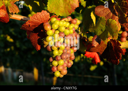 Raisin (Vitis spec.), grappe de raisins dans une vigne avec le vert et les fruits rouges, Allemagne Banque D'Images