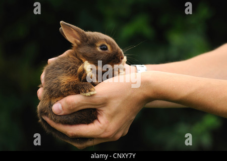 Lapin nain (Oryctolagus cuniculus f. domestica), Woman's hands holding un mineur Banque D'Images