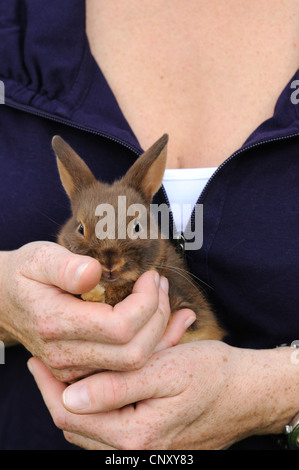 Lapin nain (Oryctolagus cuniculus f. domestica), Woman's hands holding un mineur Banque D'Images