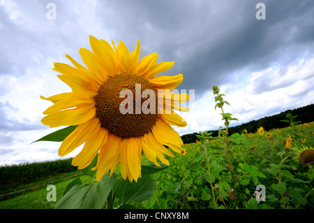 Politique du tournesol (Helianthus annuus), s'épanouir dans un champ de tournesol, Allemagne Banque D'Images