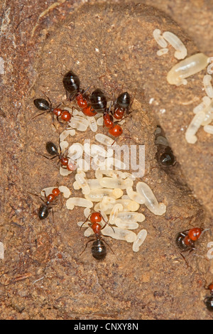 Fourmi (Camponotus lateralis), nid sous une pierre avec larve, Italie, Sicile Banque D'Images